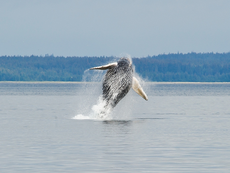 Alaska Wildlife-12.JPG